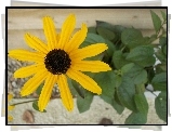 Rudbekia błyskotliwa, Rudbeckia fulgida