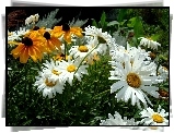 Rudbekia, Złocień