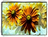 Kwiaty, Rudbekie, Grafika