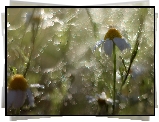 Rumianek, Bokeh