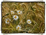 Rumianek, Zboże, Kłosy, Rozmycie