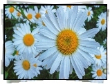 Margerytki