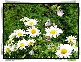 Margerytki