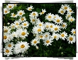 Margerytki