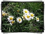 Łąka, Margerytki, Trawa