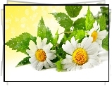Margerytka