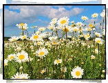 Margerytki