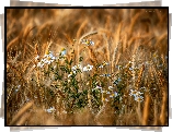 Rumianki, Pole, Zboże, Lato