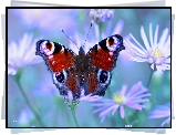 Rusałka Pawik, Motyl, Kwiaty