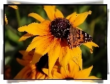 Żółta, Rudbekia, Motyl, Rusałka, Osetnik