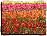 Kolorowe, Rzędy, Tulipanów