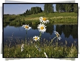 Łąka, Rzeka, Margerytki