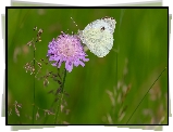 Kwiaty, Motyl, Bielinek rzepnik
