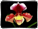 Sabotek, Nazwa, Łacińska, Paphiopedilum