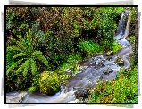 Wodospad, Sailors Falls, Rzeka, Sailors Creek, Drzewa, Paprocie, Kamienie, Musk Vale, Stan Wiktoria, Australia