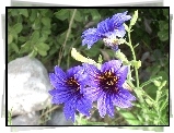 Kwiaty, Salpiglossis Sinuata