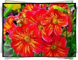 Salpiglossis, Kwiaty