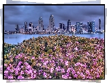 San Diego, Miasto, Kwiaty