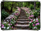 Schody, Kwiaty, Drzewa