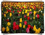 Farma, Wooden Shoe Tulip Farm, Pole, Tulipany, Stan Oregon, Stany Zjednoczone