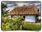 Sierpc, Skansen, Chałupa, Ogródek, Słoneczniki