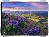 Stany Zjednoczone, Waszyngton, Park stanowy Steptoe Butte, Wzgórza, Palouse, Kwiaty, Łubin, Trawa, Dolina, Pola, Łąki, Wschód słońca