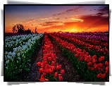 Zachód, Słońca, Tulipany