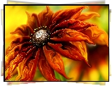 Grafika Komputerowa, Rudbekia