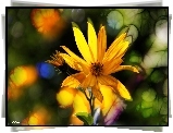 Słonecznik Bulwiasty, Żółte, Kwiaty