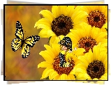 Słoneczniki, Laleczka, Motyl, Grafika
