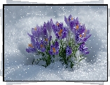 Rozkwitające, Fioletowe, Krokusy, Śnieg, Grafika AI