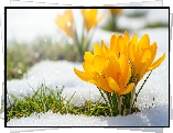 Krokusy, Żółte, Trawa, Śnieg