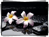 SPA, Plumeria