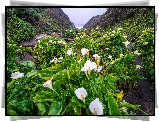 Stany Zjednoczone, Kalifornia, Góry, Dolina, Calla Lily Valley, Region Big Sur, Kwiaty, Kalie