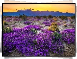 Stany Zjednoczone, Kalifornia, Góry, Park Stanowy Anza Borrego, Kwiaty, Krzewy