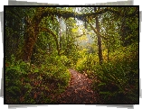 Stany Zjednoczone, Kalifornia, Park Narodowy Redwood, Omszałe, Drzewa, Ścieżka, Paprocie