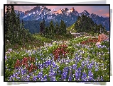 Stany Zjednoczone, Stan Waszyngton, Góry Kaskadowe, Park Narodowy Mount Rainier, Łąka, Łubin, Drzewa