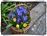 Kwiaty, Irysy, Tulipany, Stara, Ławka, Koszyk