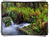 Rzeka, Prairie Creek, Paprocie, Las, Redwoods State Park, Kalifornia, Stany Zjednoczone