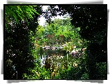 Park, Staw, Rośliny