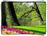 Staw, Łabędzie, Tulipany, Park,  Wiosna
