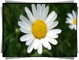 Margerytka