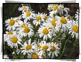 Margerytka