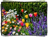 Kolorowe, Kwiaty, Tulipany, Stokrotki, Lawenda, Żywopłot