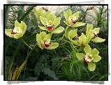 Storczyk, Cymbidium