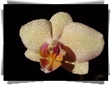 Storczyk, Phalaenopsis