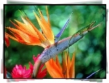 Strelicja Królewska, Anolis Zielony