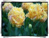 Tulipany, Strzępiaste, Żółte