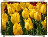 Tulipany strzępiaste, Żółte