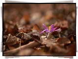Krokus, Suche, Liście